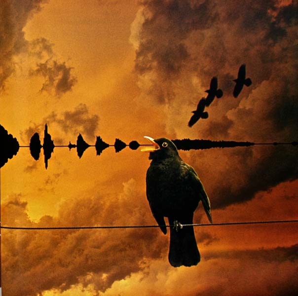 Kate Bush 凯特·布什 音乐专辑96张124CD[WAV+CUE]